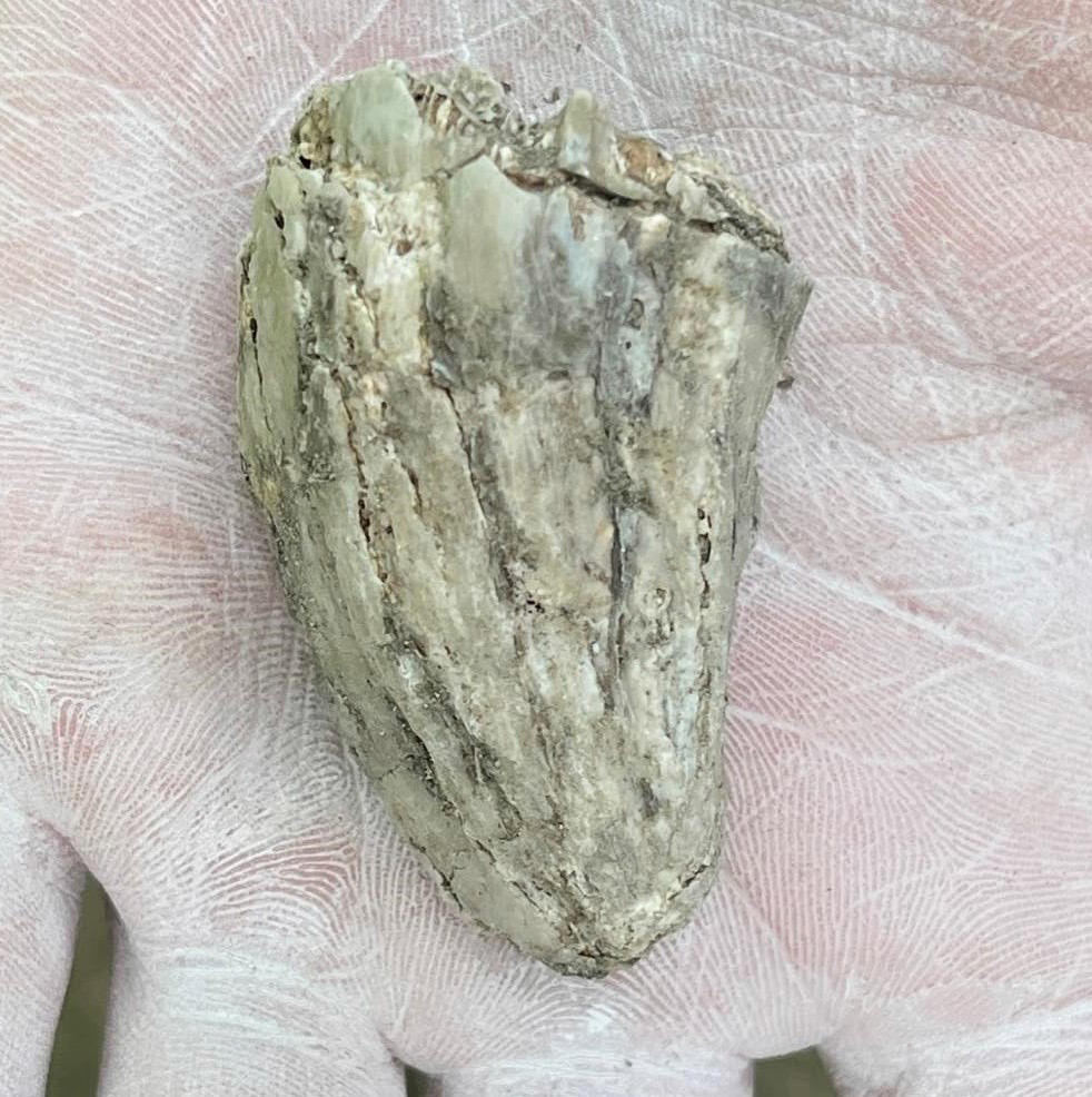 A very large shed mosasaur tooth was found at the end of the first day. The type of mosasaur is unknown, but was certainly large according to paleontologists. Photo courtesy of N.D. Geological Survey.