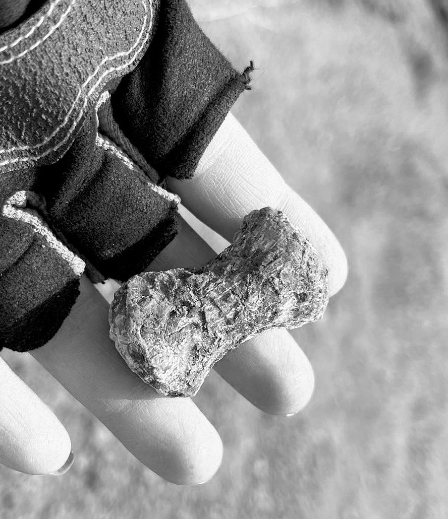 A small mosasaur paddle (finger or toe) bone was one of the last bones found during the dig. Photo courtesy of N.D. Geological Survey.