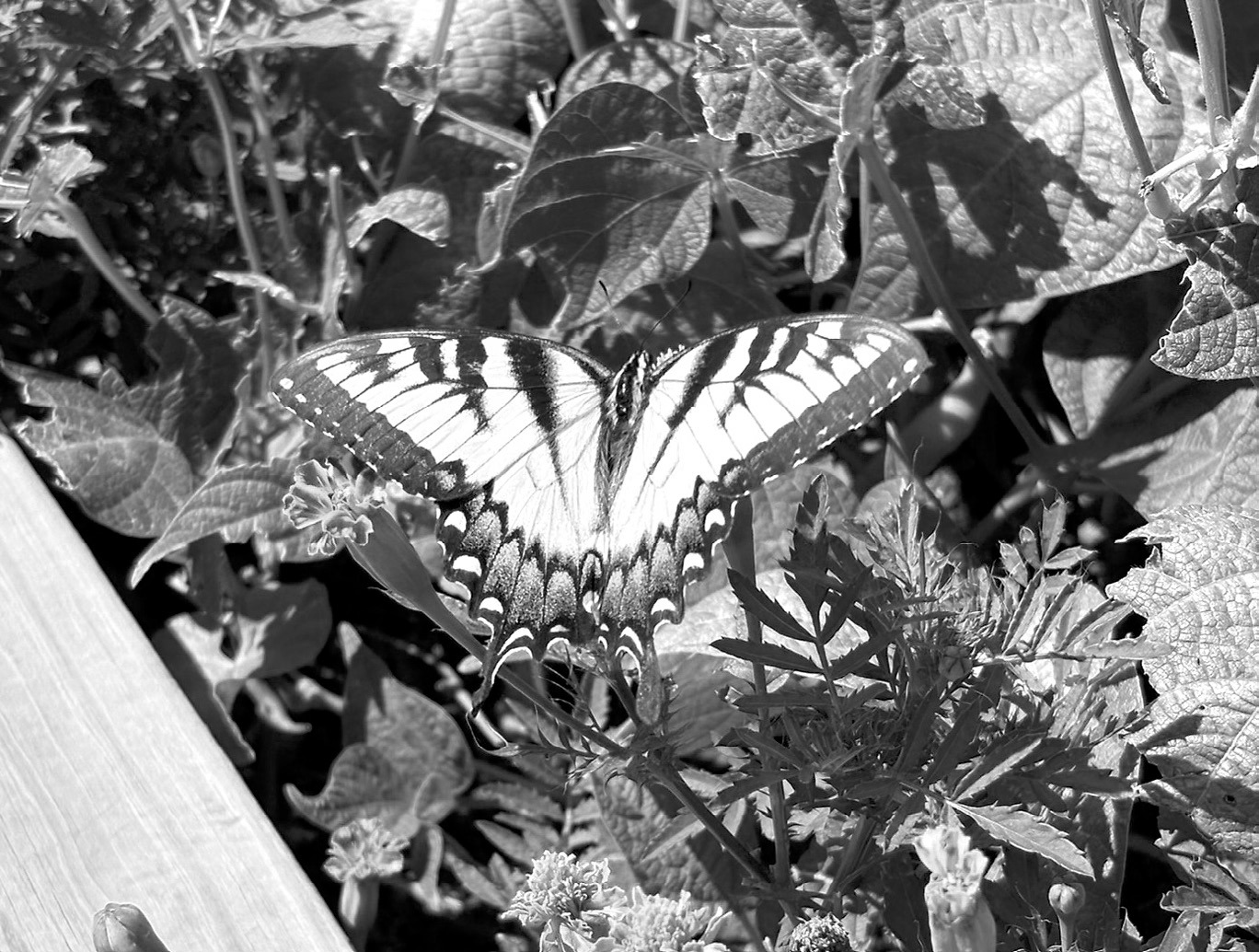 Swallowtail butterflies are important pollinators and their colorful, scaled wings, dabbed with yellow and blue, are a delightful sight among the flowers. (NDSU photo)