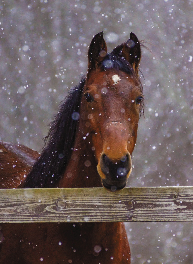 DAKOTA DATEBOOK: Too Much Horseplay
