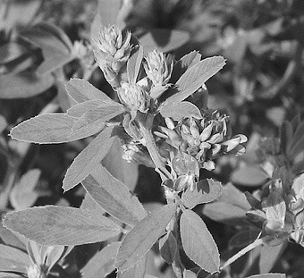 As days grow shorter, alfalfa will begin to translocate sugars from leaves to the roots and crowns to be stored as carbohydrates. (NDSU photo)