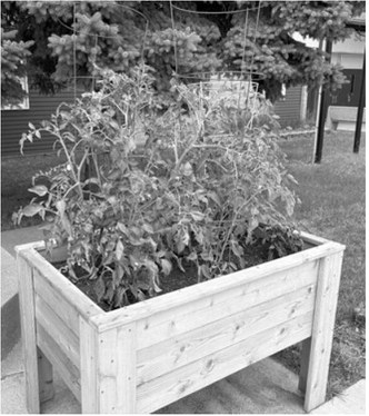 Community garden boxes are producing a variety of fresh vegetables for local residents throughout the growing season. Borderland Press photo