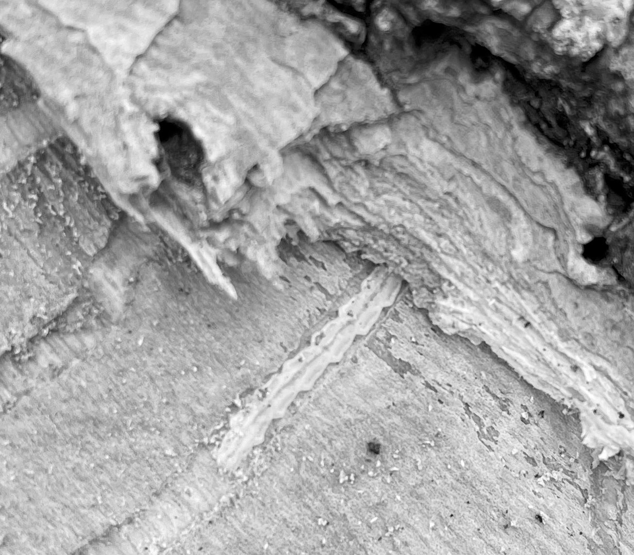 An EAB larvae hiding under the bark in Dilworth, Minnesota, in 2023. (NDSU photo)