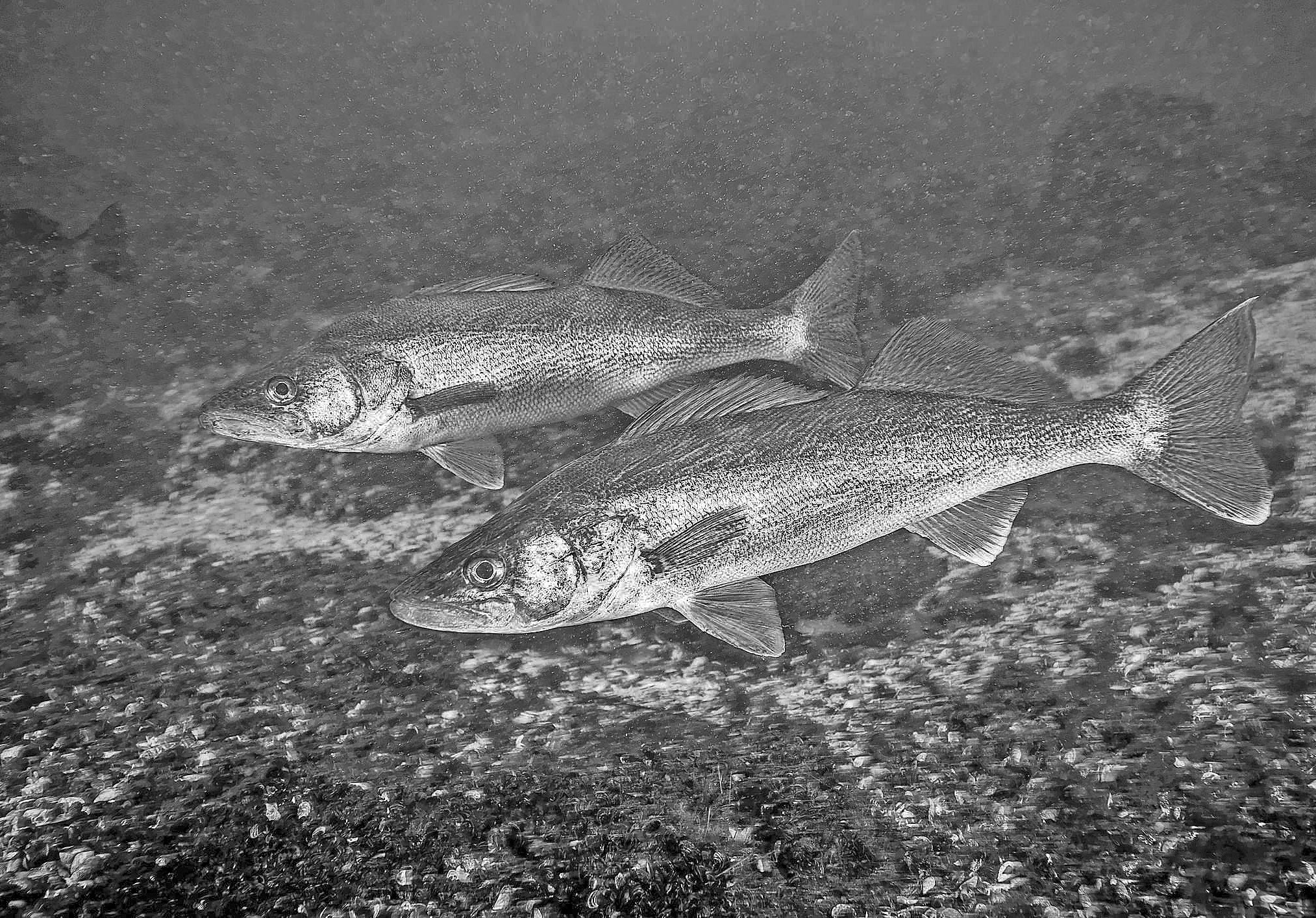 Record Walleye production will boost fisheries