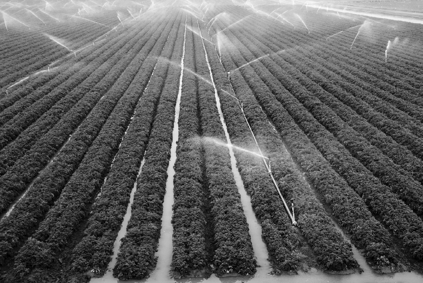 American Crystal Sugar Company harvested a record-breaking yield this year.