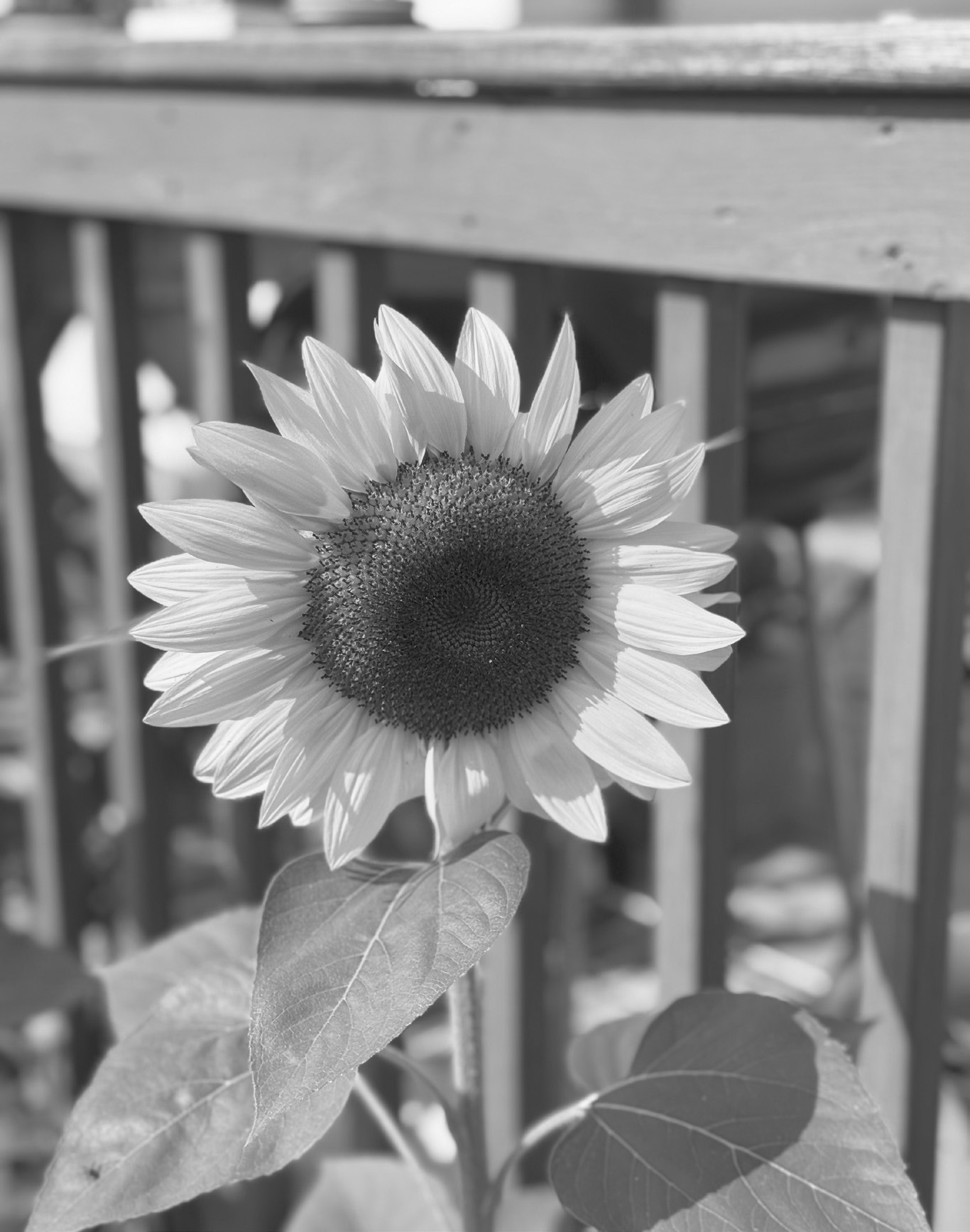 One of the sunflowers that the deer have not taken for a snack.