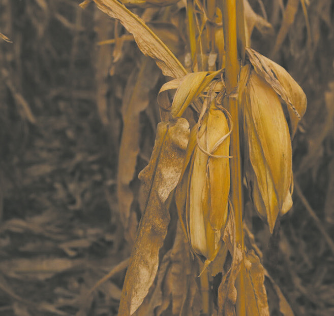 The Senate Agriculture Committee clashed over SNAP error rate policy, and failed to advance updated farm bill legislation. (Photo by Cami Koons/Iowa Capital Dispatch)