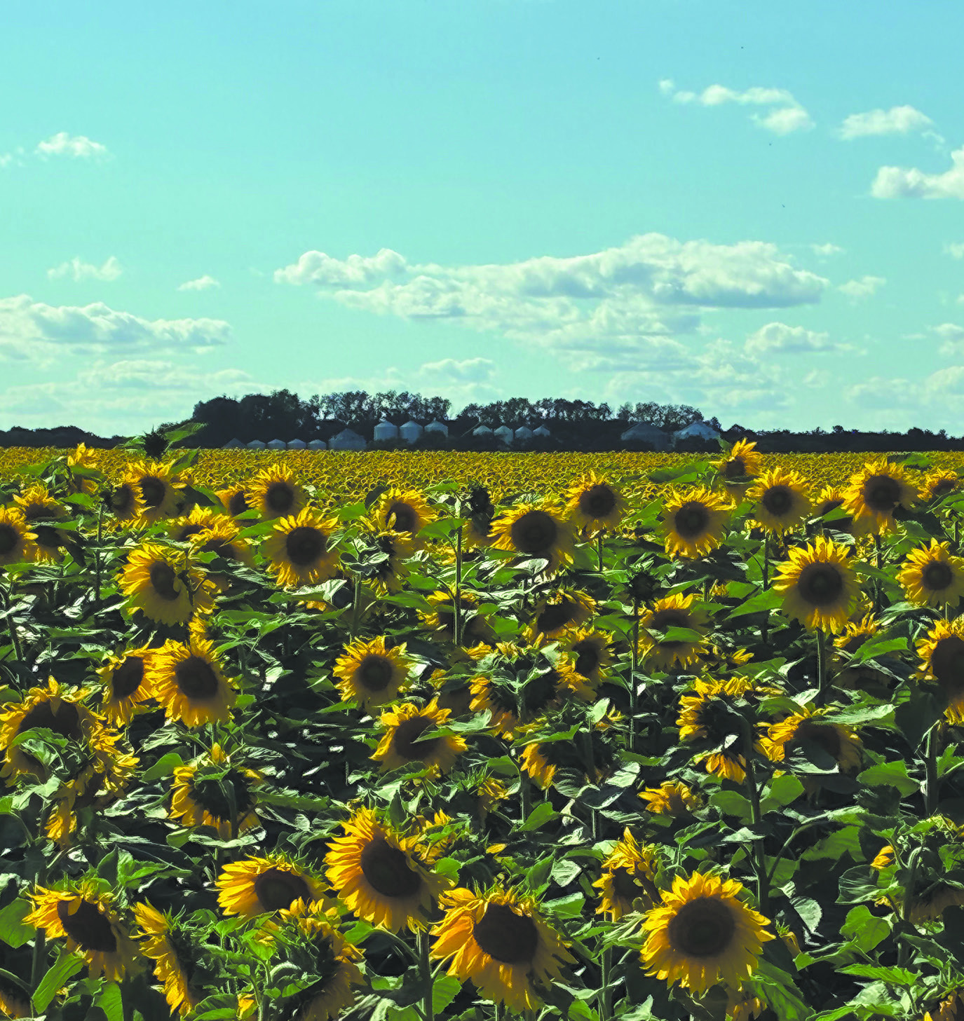 Farm bill proposal fails in US Senate ag committee over SNAP error rate issue
