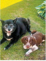 Billie, left, and Truper may be generations apart, but they keep life interesting for owner Taylor Danielson. Nearly 13-year-old Billie enjoys snacks, naps and cuddles, while 3-month-old Truper prefers mischief, including removing plants from vases, tormenting Billie and collecting deer sheds. Photo submitted by Taylor Danielson