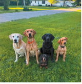 Toby, Kirill, Clover, Ava and Boldy of Osnabrock belong to Alisha Schlink. The Labrador retrievers compete in dock-diving events across the U.S., with the two oldest qualifying for the world championships nine times. The younger dogs have qualified every year they have been eligible, while Clover, the dachshund, serves as their No. 1 cheerleader. Photo submitted by Alisha Schlink