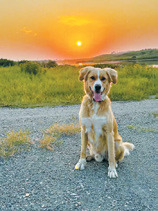 Chester of Langdon may be nearly 10 years old, but he still acts like a puppy. He enjoys nightly neighborhood walks, greeting dogs, cats and people, and taking adventures around the area. He is pictured during a recent trip to the Pembina Gorge. Photo submitted by Lindsey Lockhart
