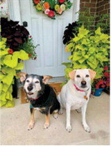 Ruby, left, and Abbie are rescue dogs from Turtle Mountain Animal Rescue who now call Langdon home. Ruby, who is older than 11, and Abbie enjoy walks around town and naps in the sunshine. Photo submitted by Katelyn Vesters