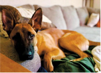 Zoey of Langdon is an energetic pup who loves fetch, tug-of-war, cuddles, playing with the kids and chasing the cats. She follows her mom everywhere and has a habit of taking over the entire bed. Zoey will turn 1 in December. Photo submitted by Ashley Entzi
