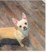 Richard, an 8-month-old Chihuahua-French bulldog mix, has a big personality packed into a small frame. He is either moving at full speed or fast asleep and loves cuddling under the covers, sharing a pillow and showing off his adorable smile. Photo submitted by Rachelle Champagne