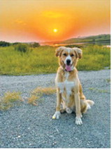 Dodger of Langdon belongs to Rachelle Fetsch. He loves camping at Mount Carmel Dam, where his favorite activities include leash-free walks on the gravel roads, playing in the water, riding in golf carts and boats, and spending time with his canine friends.Photo submitted by Rachelle Fetsch
