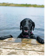 Jade cools off with a swim at the Mount Carmel Dam. Photo submitted by Grant Welsh