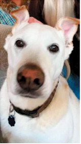 Lucy, who lives in rural Milton, will turn 14 in November. Her owner, Kellie Wells, describes her as a sweet and loyal best friend. Photo submitted by Kellie Wells