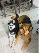 Ricke, left, and Hazel call Langdon home. Two-year-old Ricke keeps busy, while 7-yearold Hazel prefers a more laid-back lifestyle and can often be found sleeping in the closet. Photo submitted by Suzanne Sanders