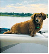 Lola, a Langdon dachshund who will turn 11 in September, loves being where the action is. Her favorite activities include going for drives, spending time with family, joining her dad at work and never turning down a good belly scratch. Photo submitted by Morgan Kempert