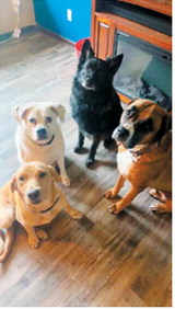 Daisy, Chi, Koda and Axel love spending time with their humans, keeping them on their toes and playing ball. Chi, Koda and Axel are originally from Langdon but now live in Elbow Lake, Minnesota, with their adopted sister, Daisy. Photo submitted by Jessica Hoffarth