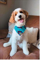 Cooper, a 3-year-old Cavapoo from Walhalla, loves camping, treats and going for rides, especially to Grandma and Grandpa’s house. This affectionate pup can never get enough cuddles from his favorite people. Photo submitted by Tonia Marie Moore