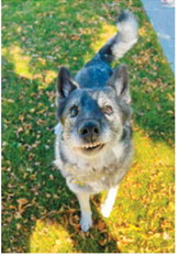 Kota, a 13-year-old Norwegian Elkhound from Langdon, still acts like a puppy. She has been by owner Sierra Ferdon’s side since Ferdon was 12, accompanying her through many of life’s milestones. Photo submitted by Sierra Ferdon