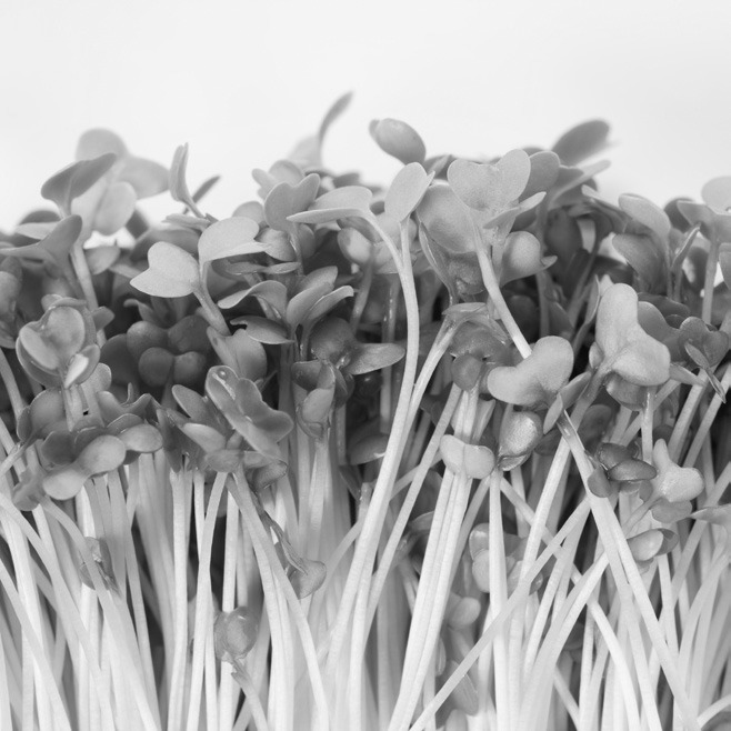Microgreens are simple to grow right in your own home, and are a great fresh addition to food during the cold winter months.