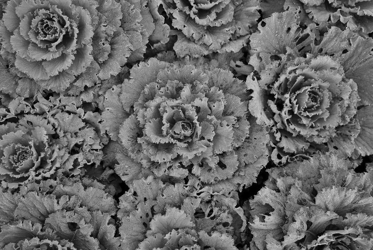 Dakota Gardener: Ornamental cabbage and kale