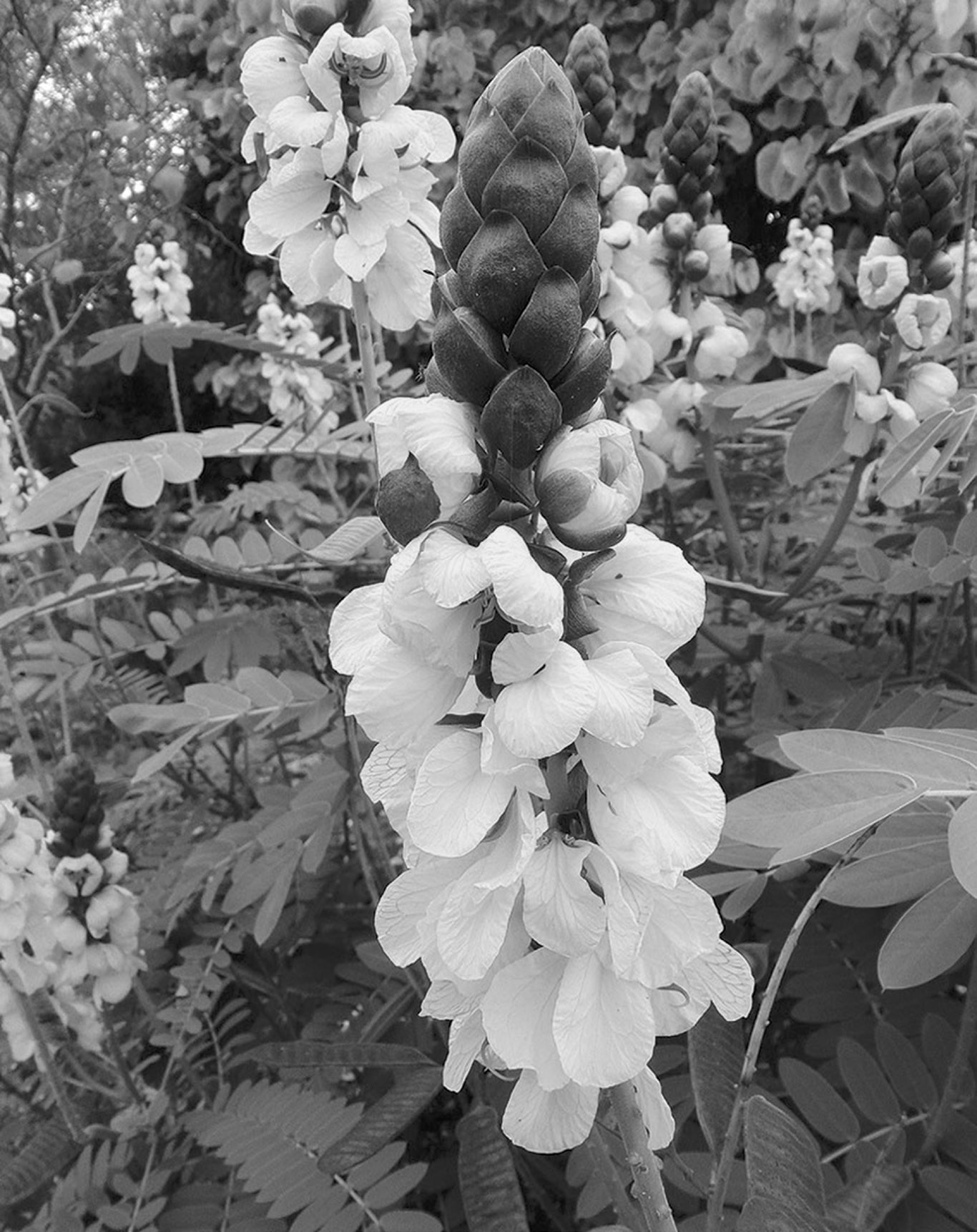 Popcorn cassia makes a great pollinator plant and its buttery popcorn smell is a unique sensory feature. (Flickr photo: Annie's Annuals and Perennials)