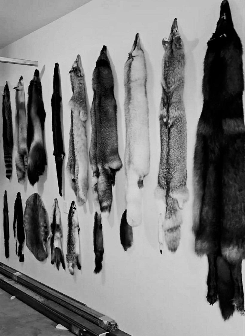 A collection of Uncle Russ’s furs.