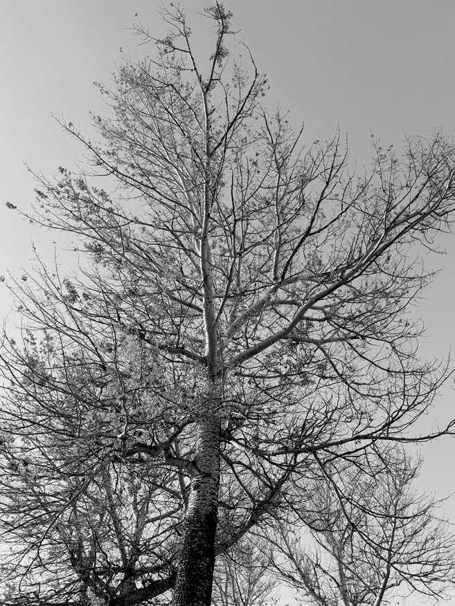 A European white poplar tree in Bowman displays a very thin crown, following our mild winter. (NDSU photo)