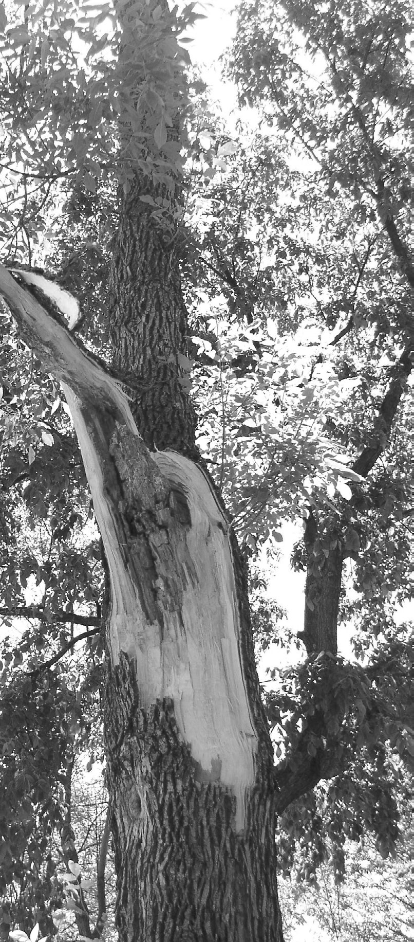 The storm damage to this green ash tree is substantial and it revealed a large amount of decay already in the stem. This tree was removed. (NDSU photo)