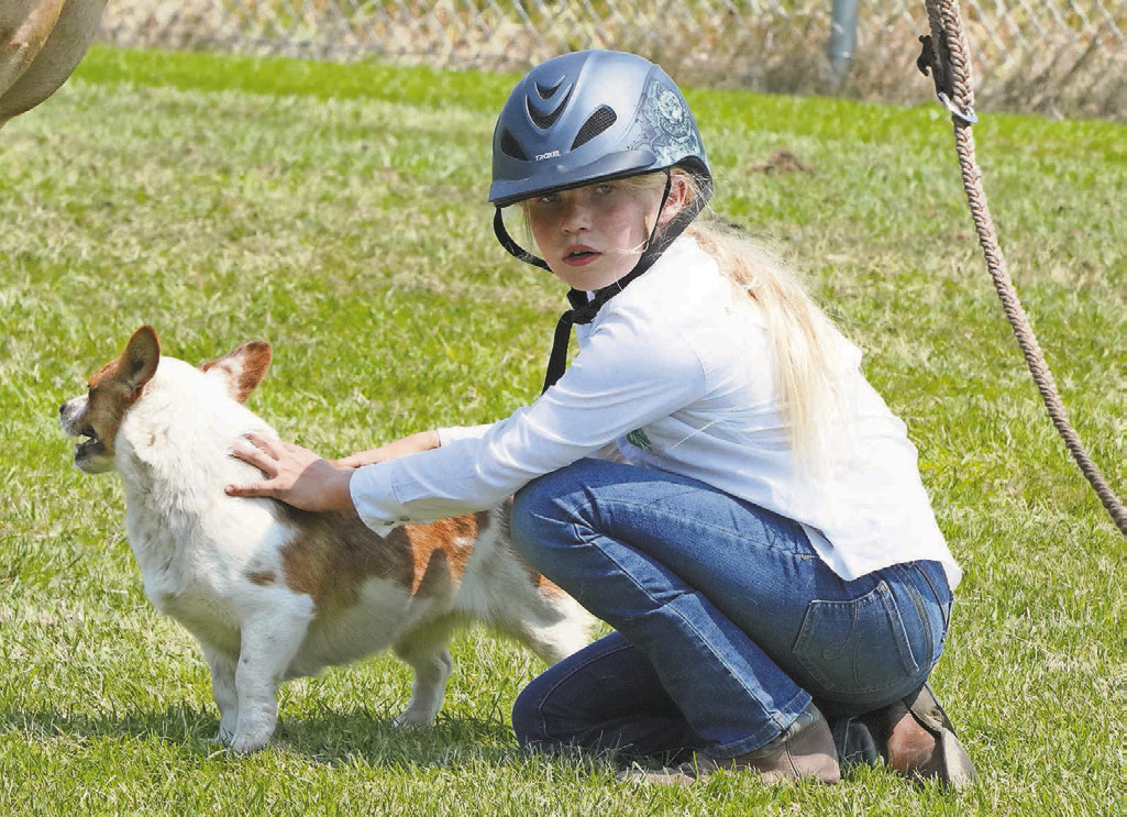 A competitor takes a break at the 4H Horse Show in Hamilton on July 8. PHOTO BY LARRY STOKKE.