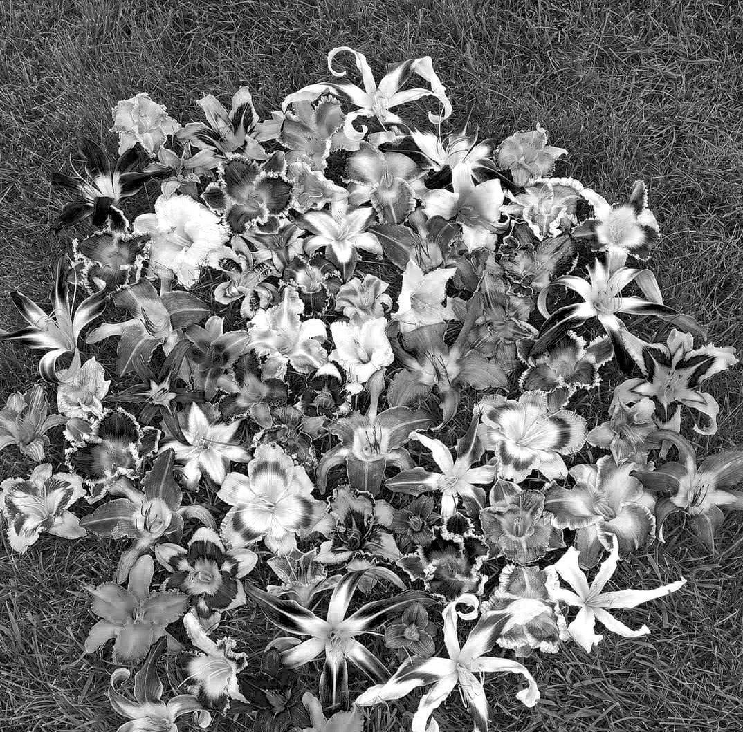 Daylilies are easy to breed and hybridize for variation in appearance. (Photo courtesy of Lona Arthur)