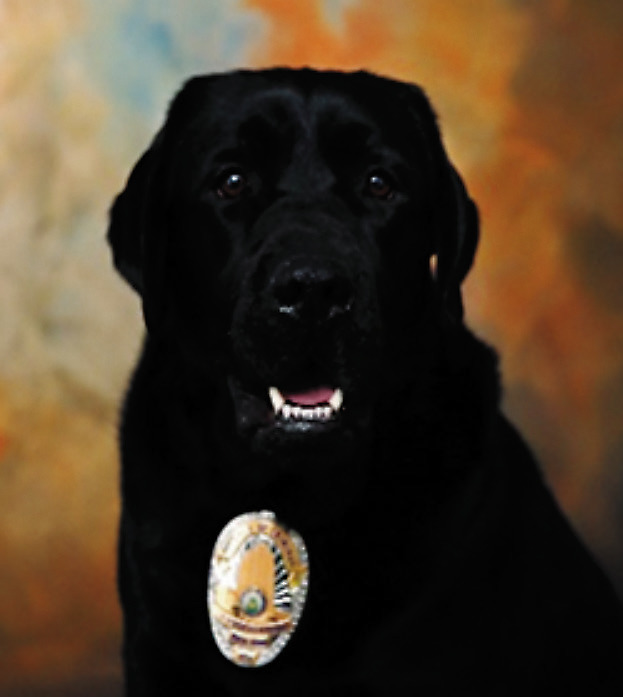 K-9 Jib is a six-year-old Black lab trained as an electronic scent detection canine. K-9 Jib is used to locate items such as cellphones, hard drives, thumb drives, SD and Micro-SD cards that are sometimes hidden or missed by investigators.