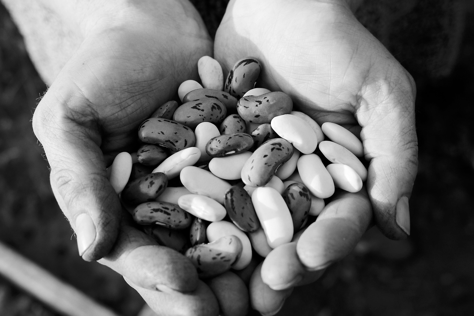 Bean cooking safety tips and the latest NDSU dry bean research are a few of the topics that will be discussed during the webinar. (Pixabay photo)