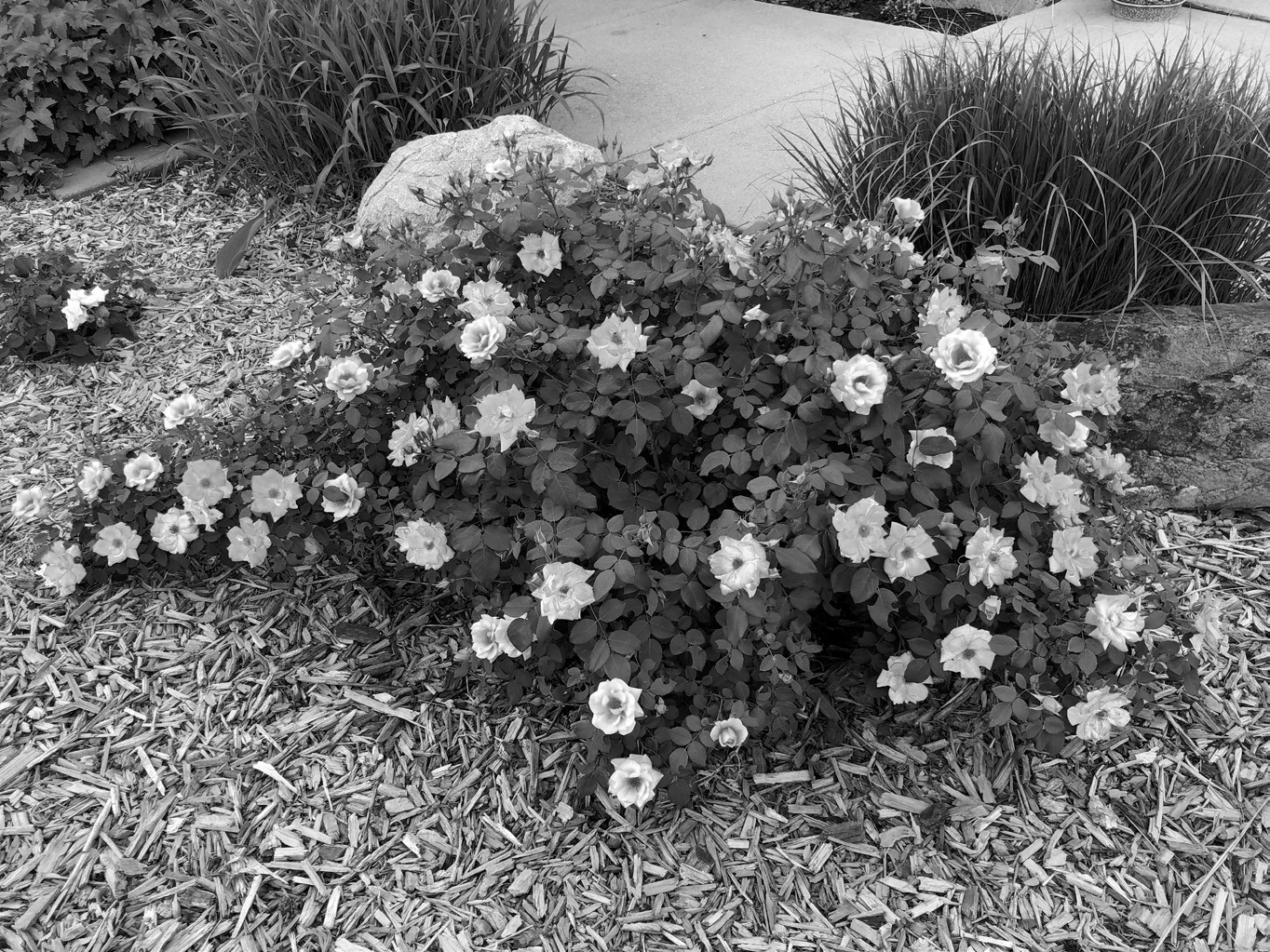 Before winter is upon us, gardeners should consider protecting tender roses like this beautiful Campfire cultivar, named for its prolific yellow, red and pink flowers. (NDSU photo)