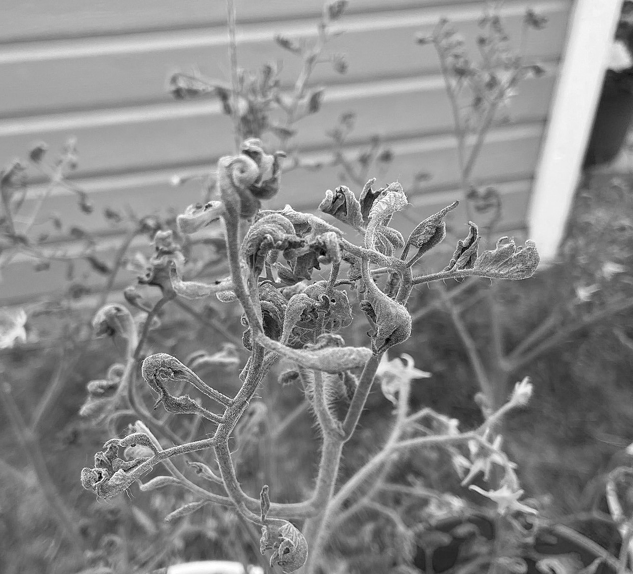 This tomato vine was injured by herbicide. (NDSU photo)