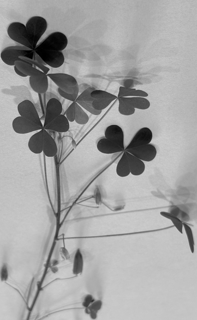 Yellow wood sorrel has heart-shaped leaflets and explosive seed pods. (NDSU photo)
