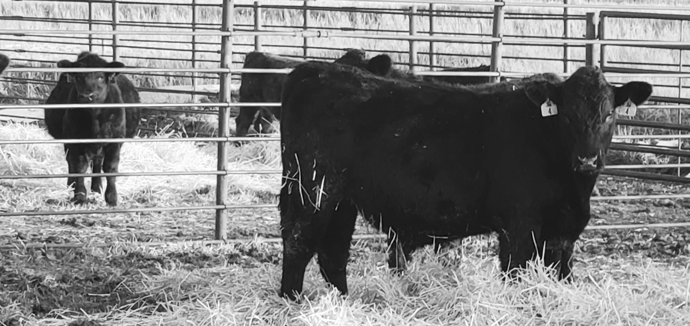 Calf performance will be measured during a feeding study at the NDSU Carrington Research Extension Center. (NDSU photo)