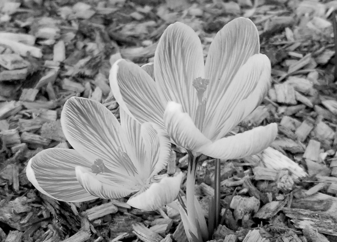Preserving moisture, controlling weeds and reducing erosion are a few of the benefits of adding mulch to your garden. (Pixabay photo)