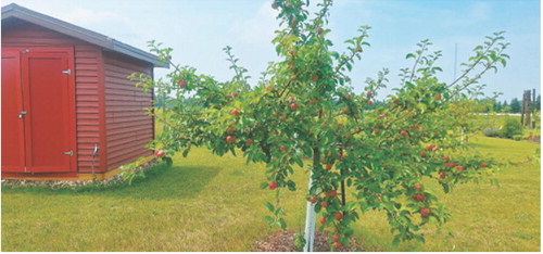 Although North Dakota isn't known for it's fruit, this is a unique opportunity for North Dakota. Submitted photo.