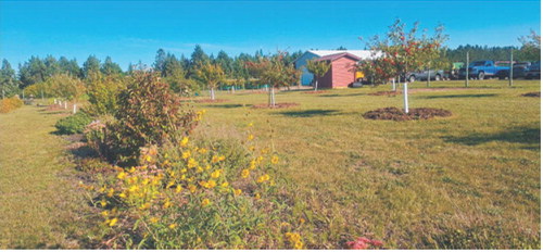 The Community Orchard has become a gathering spot, especially during the Pioneer Machinery Shows each fall. Submitted photo.