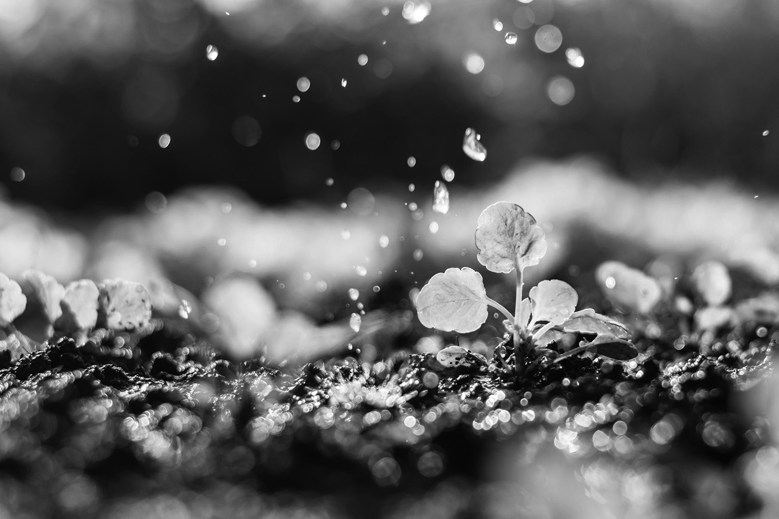 Timely rain revives crops in northeastern North Dakota