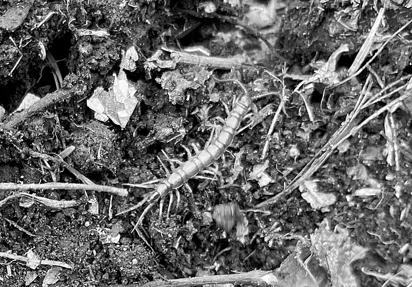 Centipedes in gardens can be rather beneficial because they tend to eat insects that could possibly damage plants. (NDSU photo)