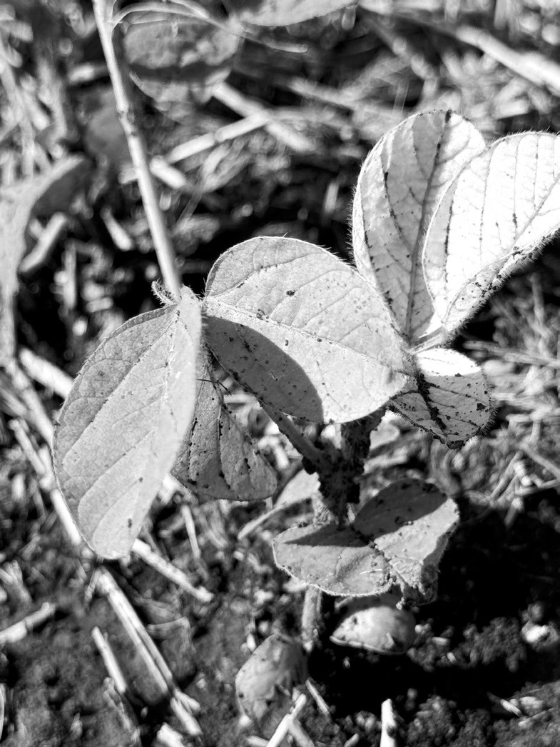 Selecting a soybean variety with IDC tolerance is an important management decision that can help producers minimize the negative impact of chlorosis on their yields. (NDSU photo)