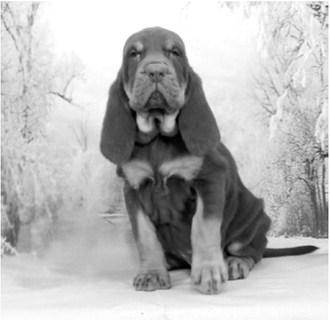 North Dakota Highway Patrol adds new K-9 recruit