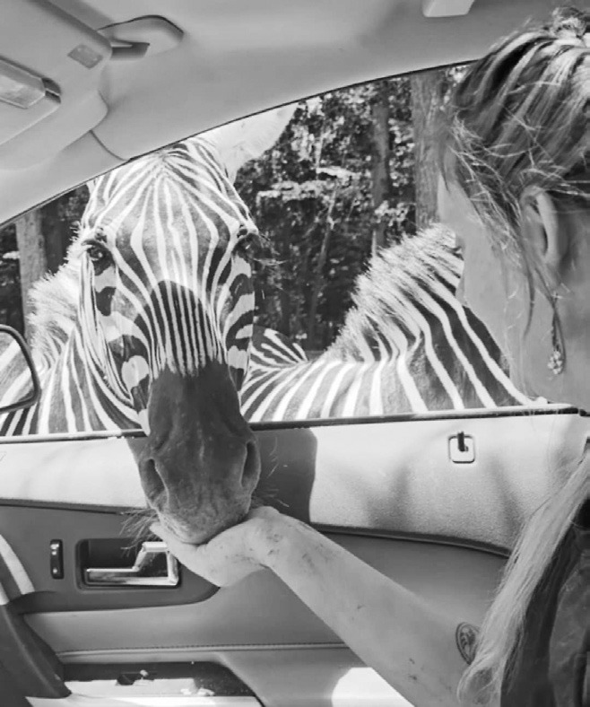 Having a blast feeding a zebra from the car.