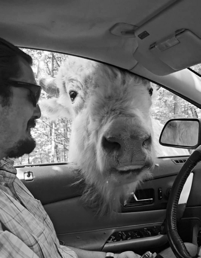 Phil being visited by one of the white buffalo.