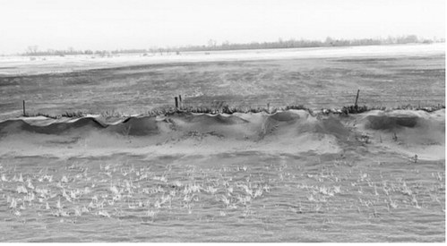A roadside ditch along Highway 2, about 5 miles west of Grand Forks, North Dakota, full of topsoil from the adjoining field that was tilled in the fall. (NDSU photo).